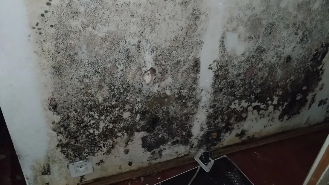 Des moisissures dans la partie inhabitable de l'appartement d'Arnaud Dauvé