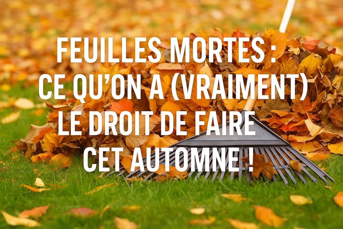 Feuilles mortes : ce qu’on a (vraiment) le droit de faire cet automne !