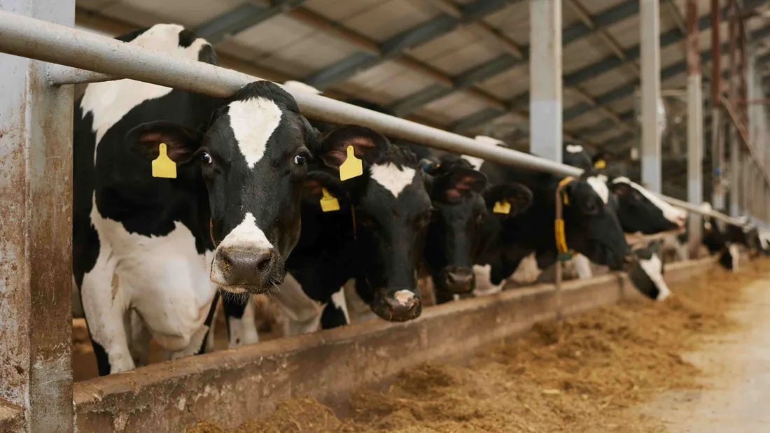 vaches