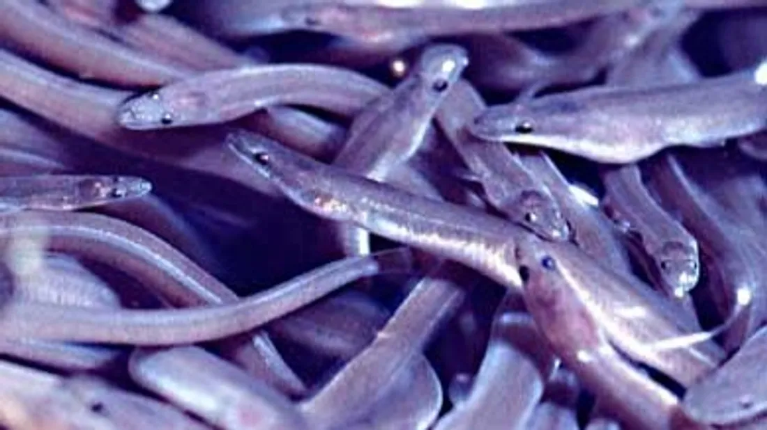 Civelles (image d'illustration)