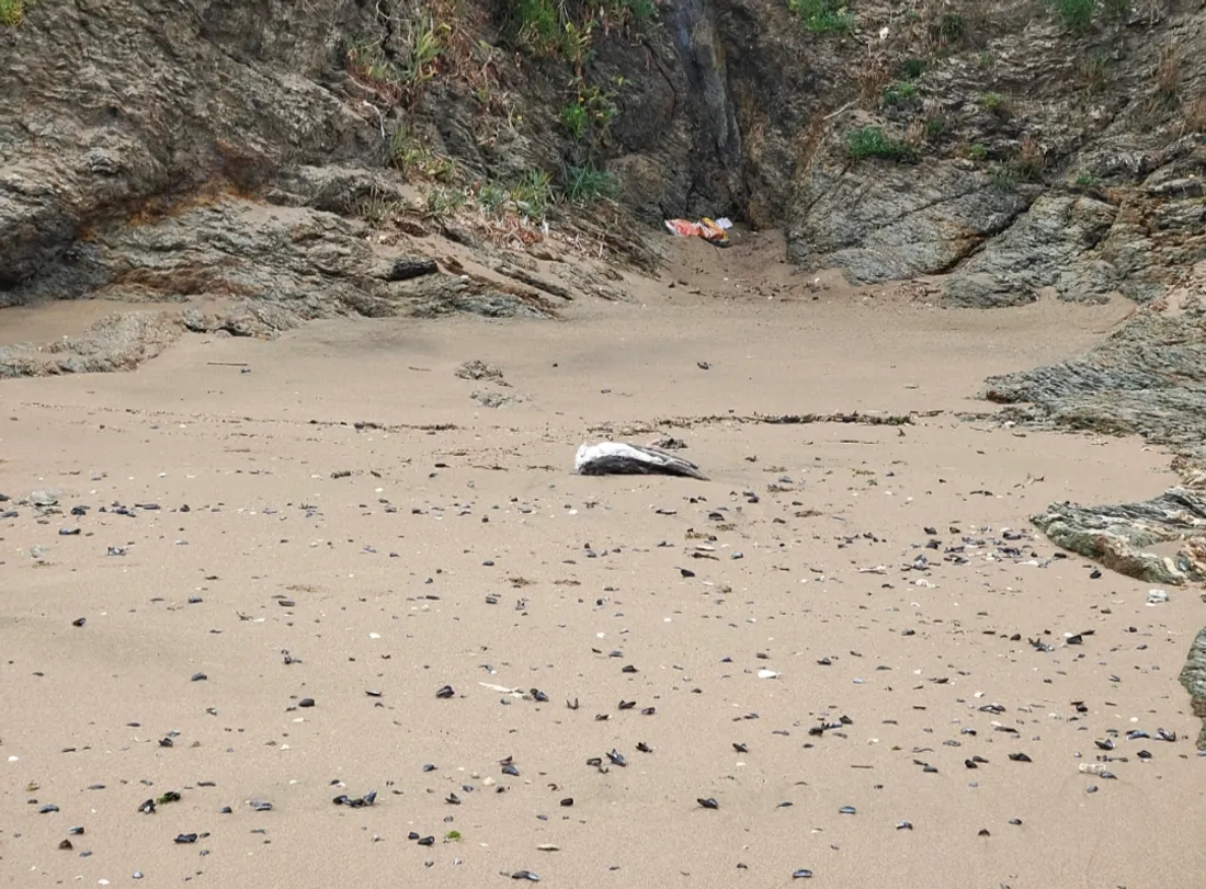 Un oiseau mort sur une plage de Loire-Atlantique, illustration