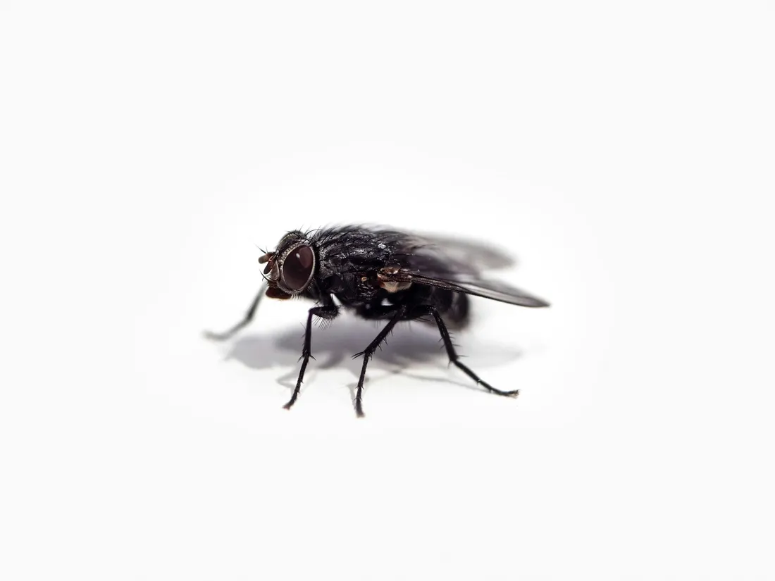5 réflexes pour faire mouche !