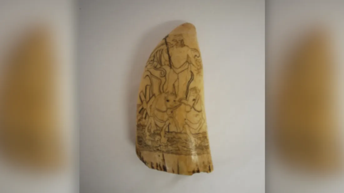 Dent en ivoire au musée de Guérande