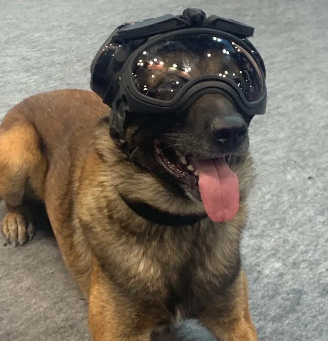 La Cambox peut également équiper les chiens de la BRI