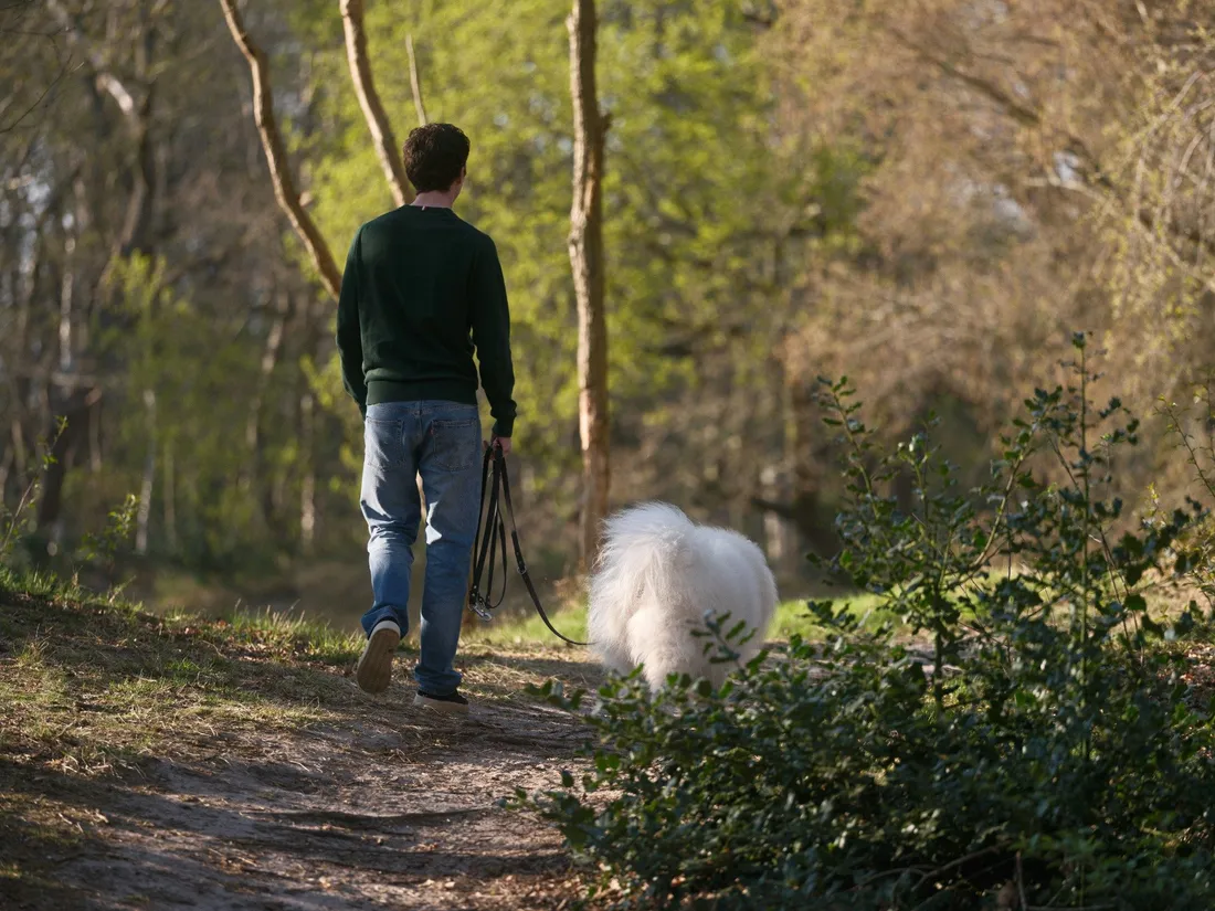 chien forêt