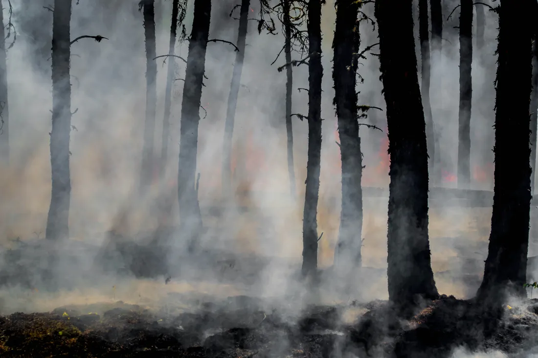 feu foret