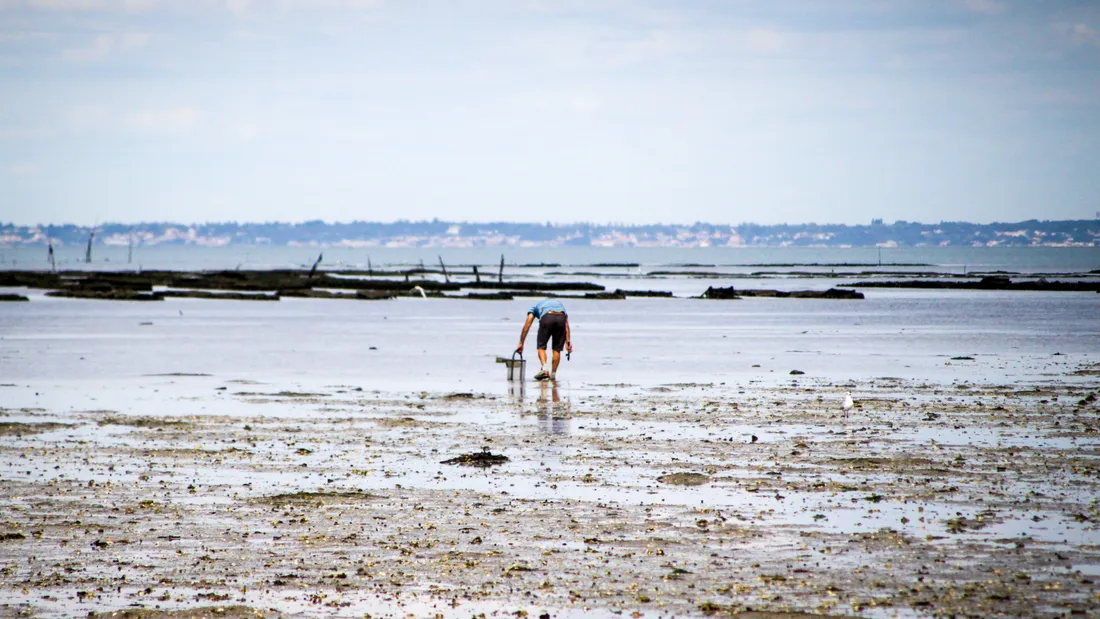 grandes marées pêche à pied