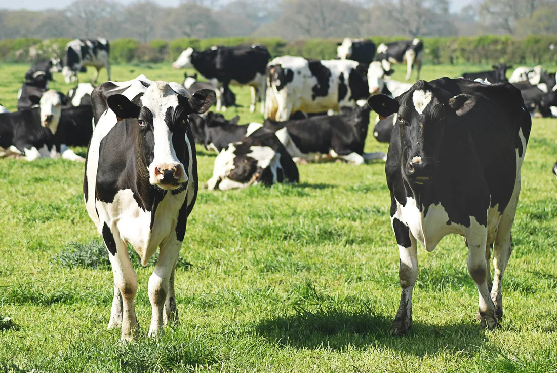 vaches