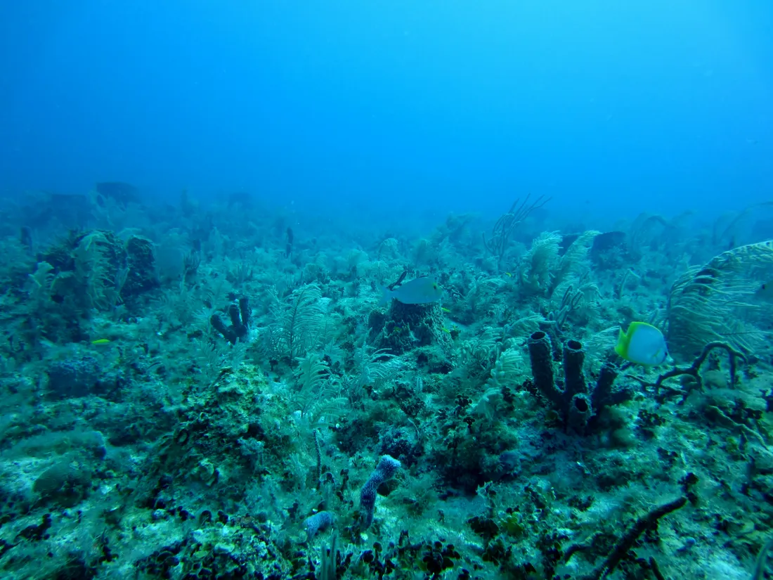 Corail
