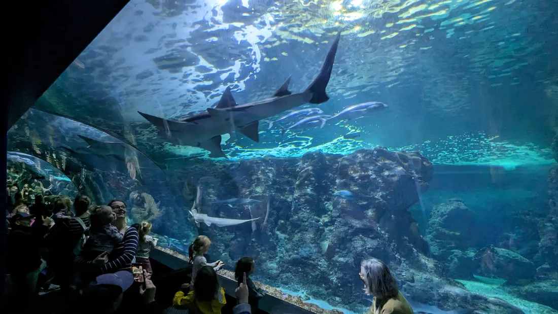 Plongée fascinante à Océanopolis