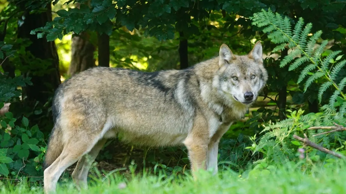 Un loup gris en forêt