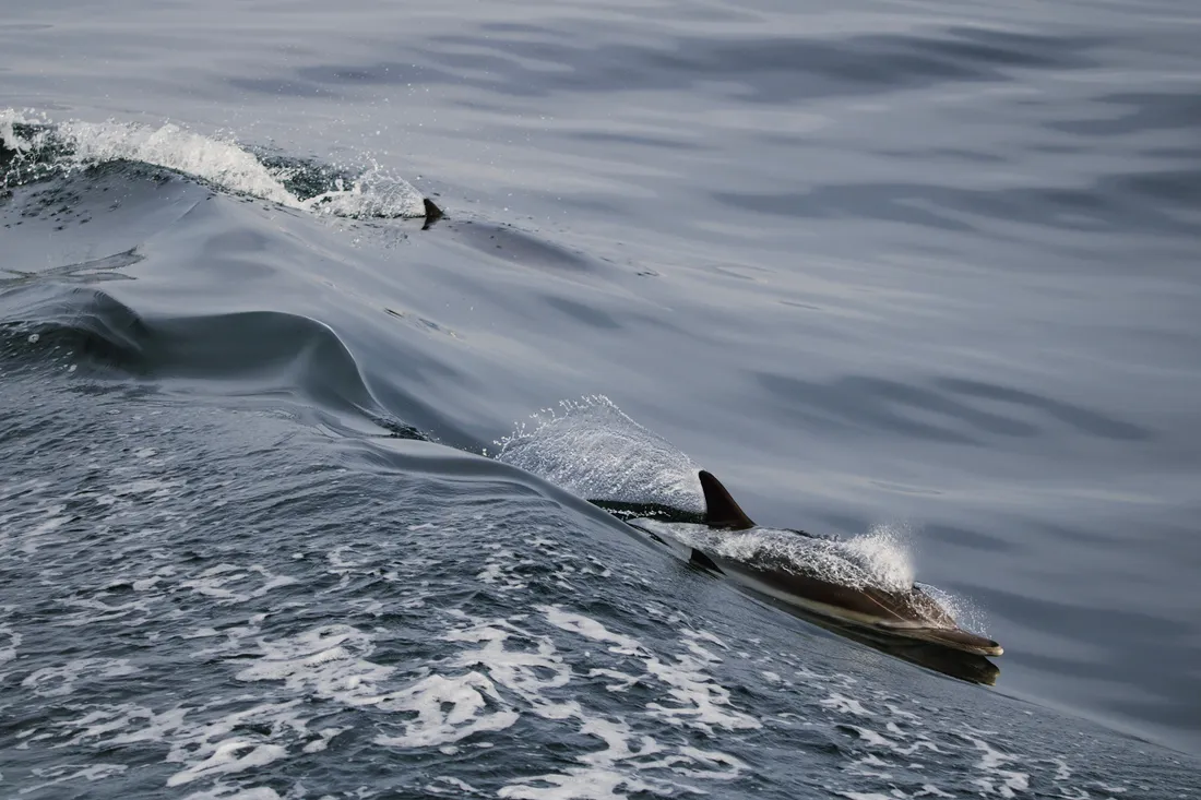 dauphins