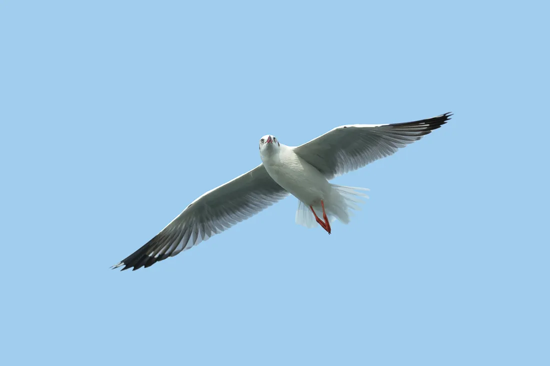 Image d'illustration