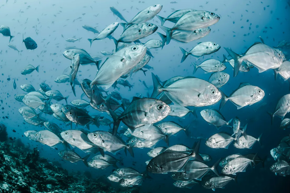 Produits de la mer ! Une origine désormais affichée