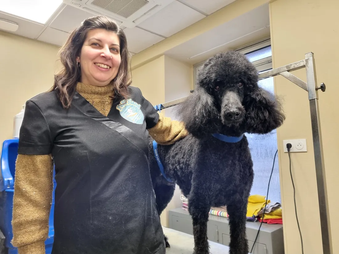 Magalie Dufossé en plein toilettage de New, élégant caniche royal de 5/6 ans.