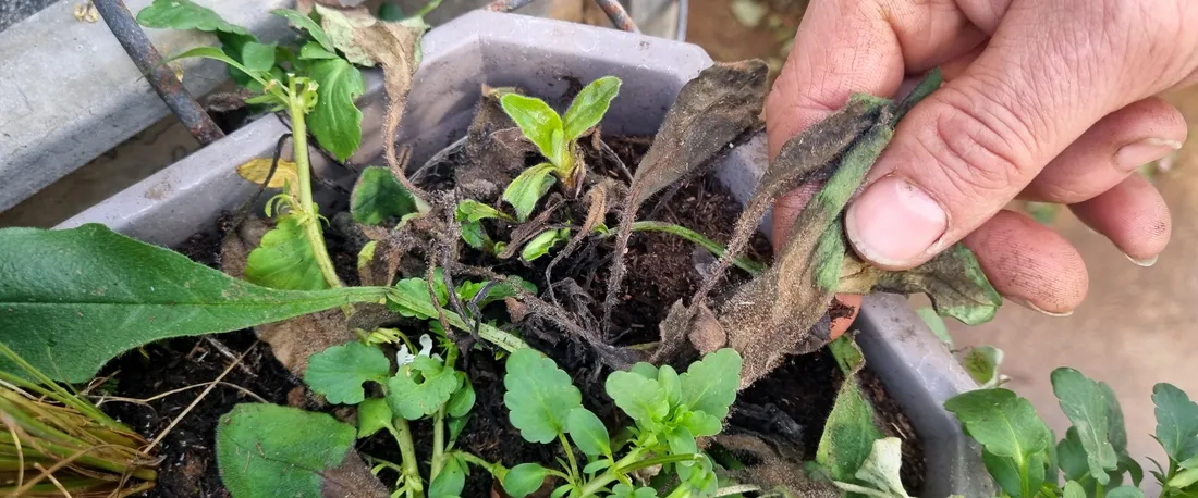 Le botrytis apparaît déjà sur certains plants sous les serres...