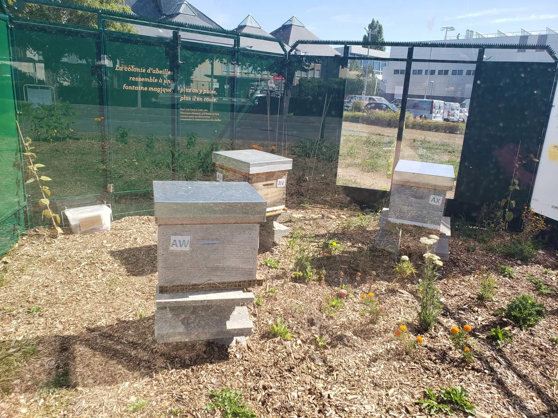 Le rucher pédagogique installé près du stade nautique de Caen