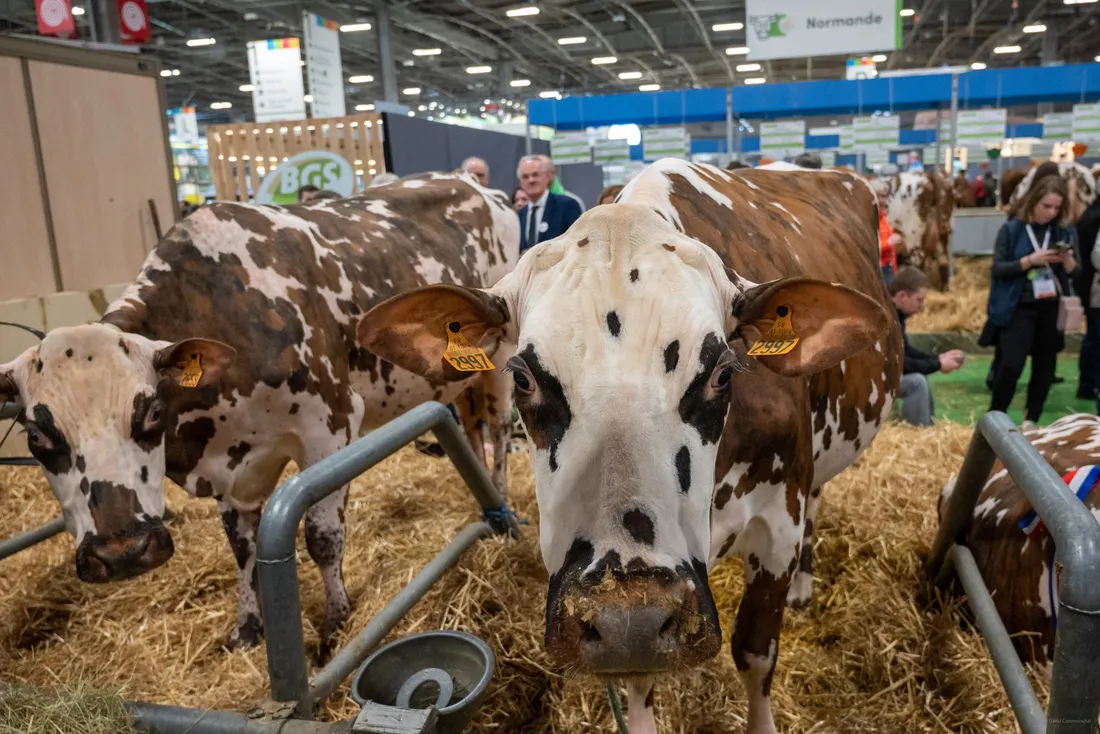 Vache salon de l'agriculture