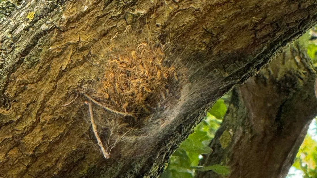 Chenilles école Saint-Pierre-de-Manneville