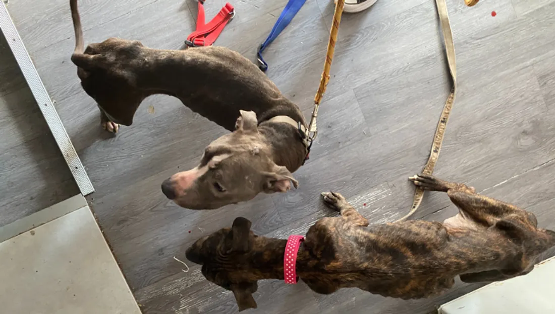 Douze mois de prison pour avoir abandonné leurs chiens