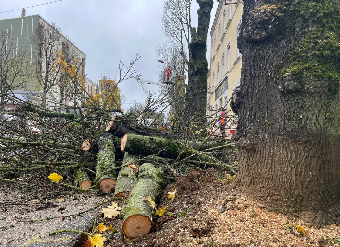 L'abattage des arbres de l'avenue Bollée, au Mans, a commencé