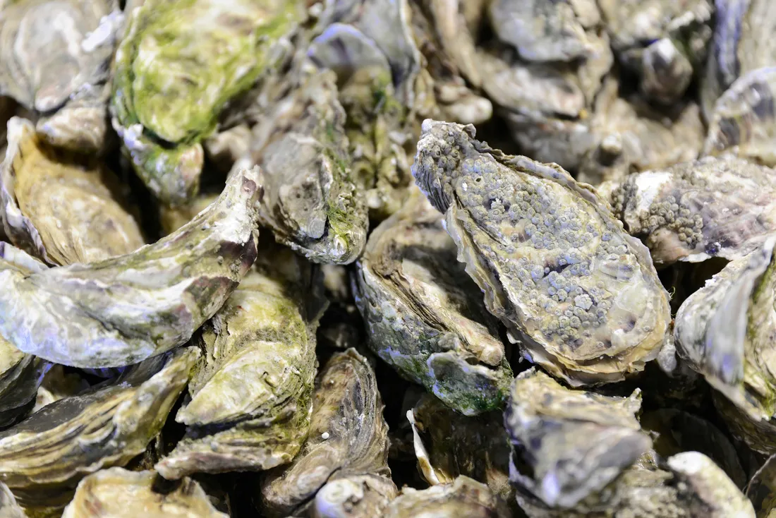 Huitres Calvadosiennes 