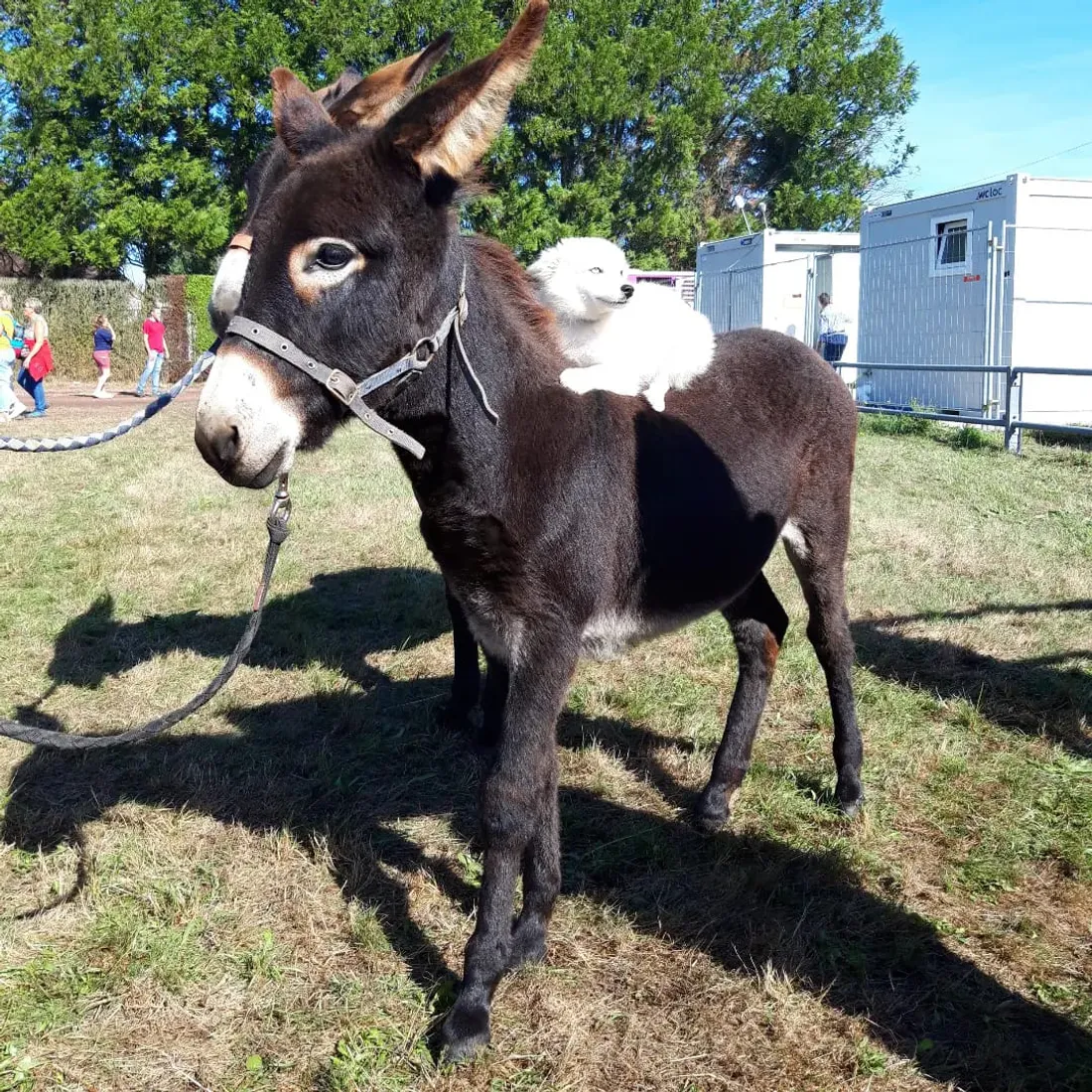 Un âne normand et un chien