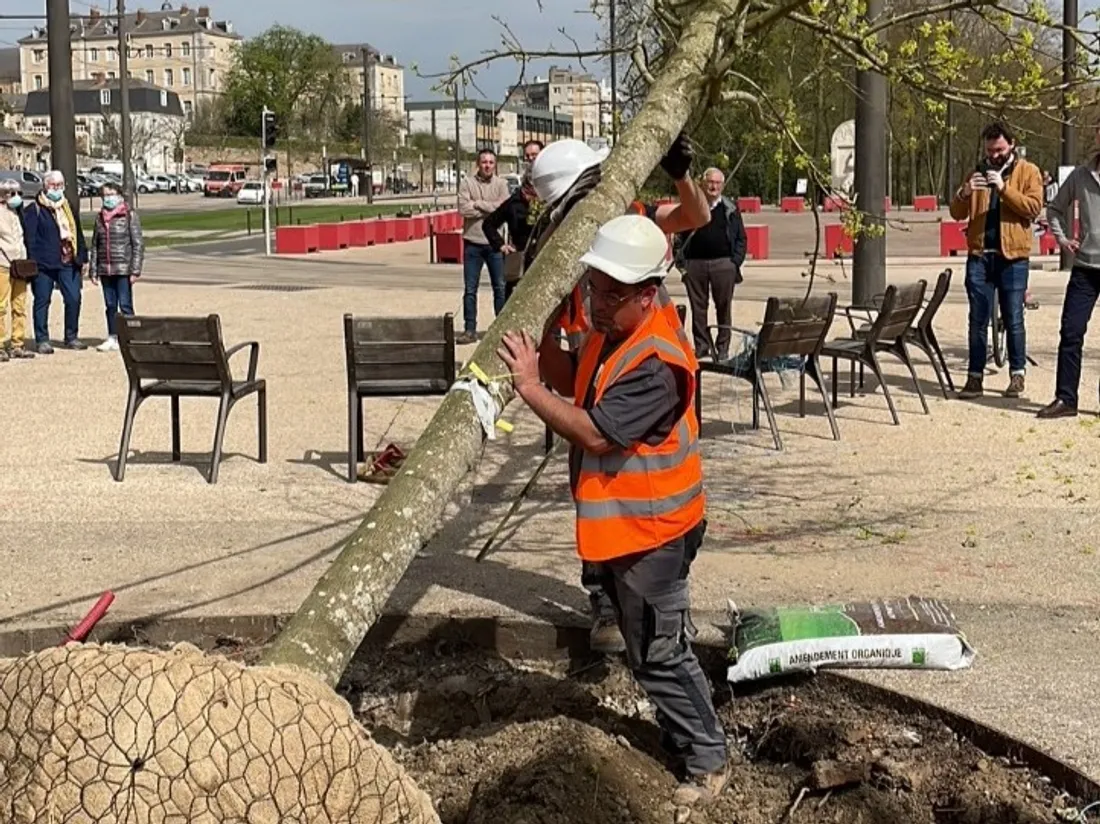 Un érable a été planté place des Jacobins au Mans