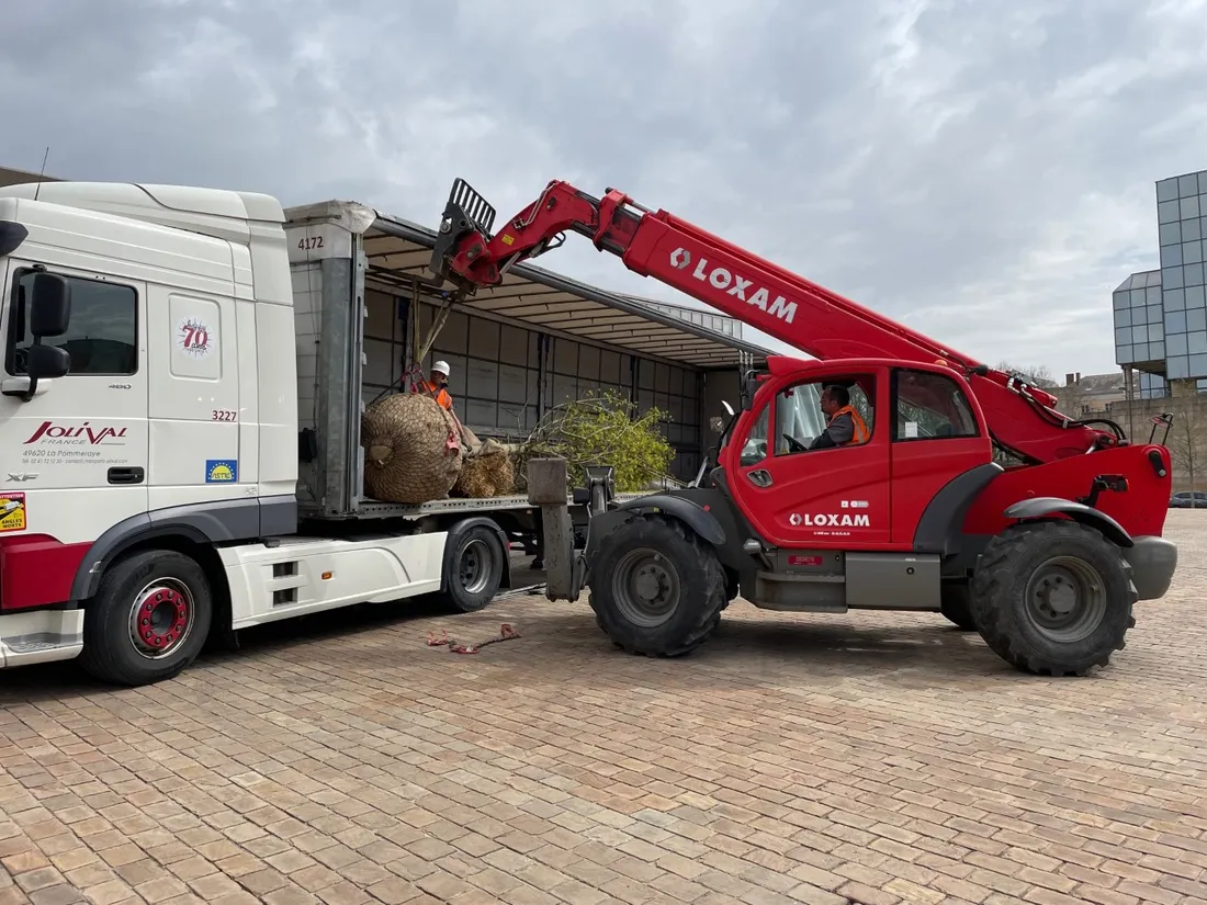 Déchargement de l'érable planté place des Jacobins au Mans