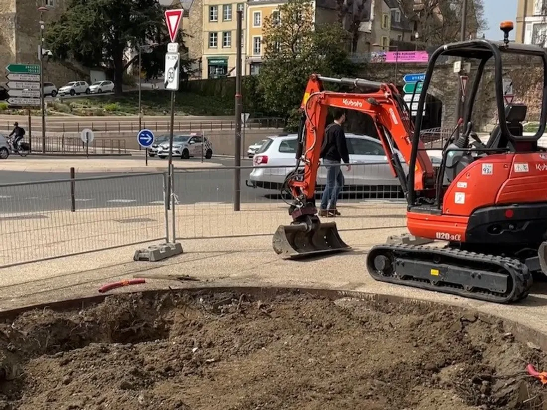 Un érable pour la place des Jacobins au Mans