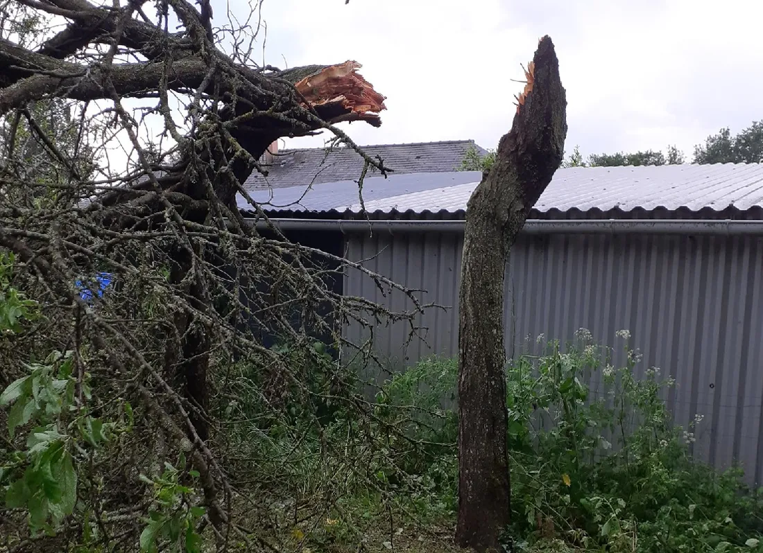 Arbre arraché en Sarthe