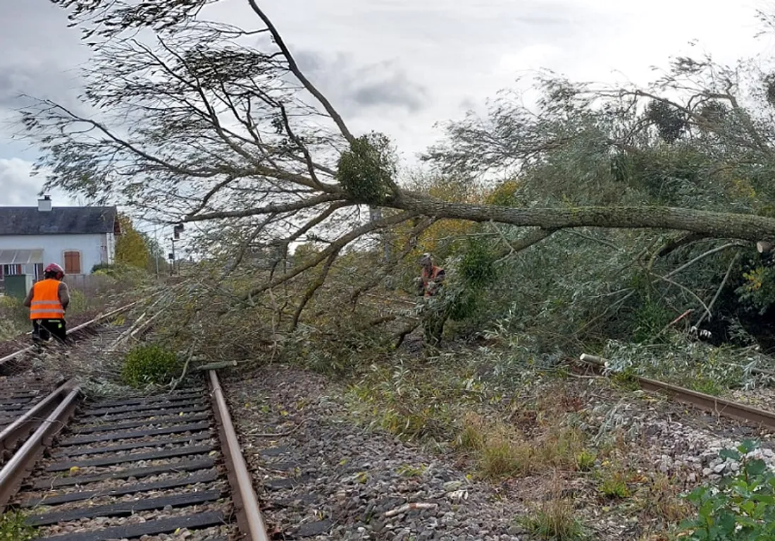 Arbre sur les voies ferrées