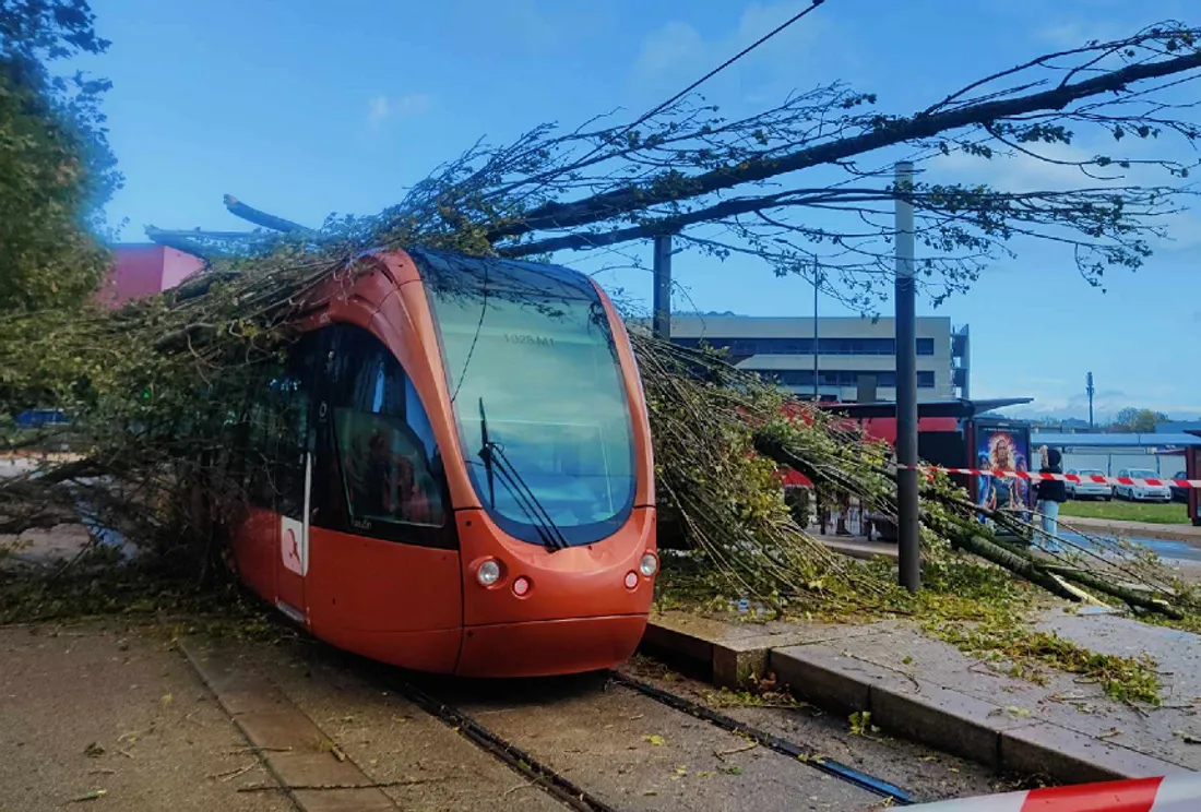 Arbre tombé sur le tram