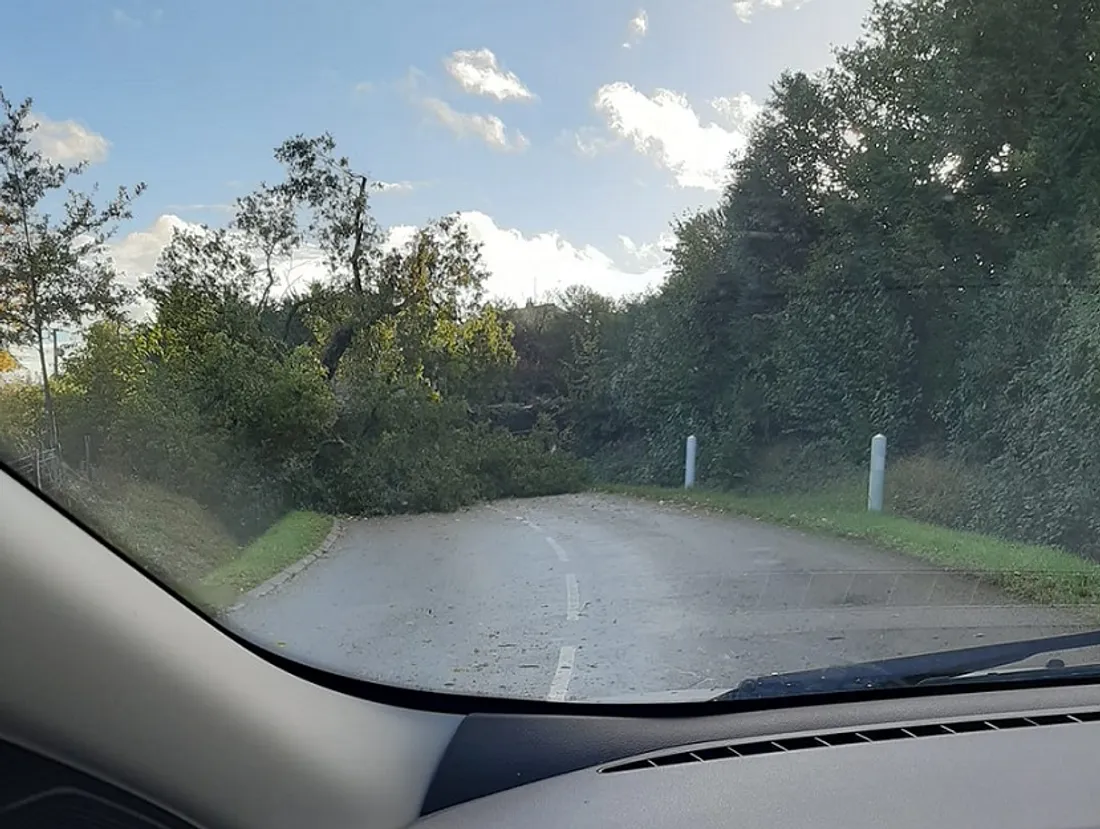Arbre couché sur la route