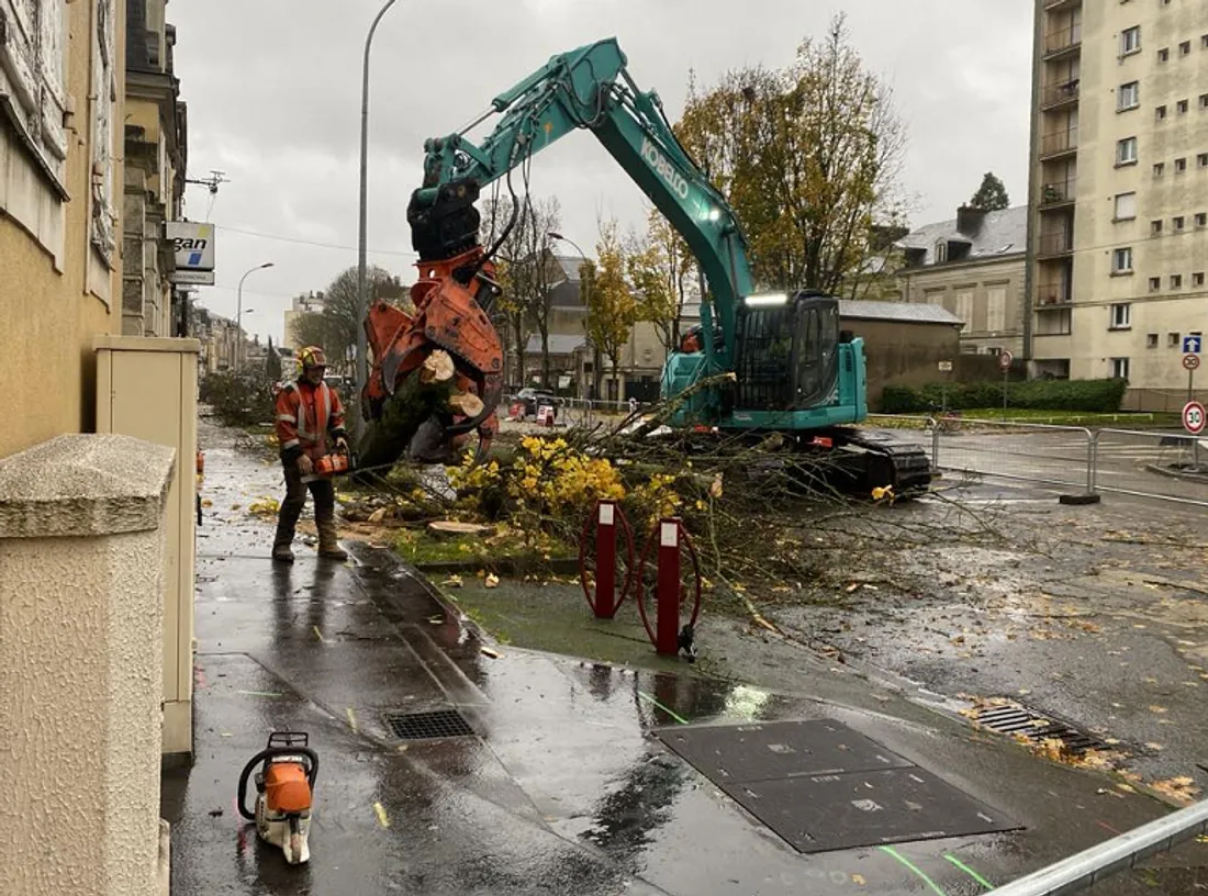 Au Mans, on a tronçonné tous les érables qui se longeaient l'avenue Bollée