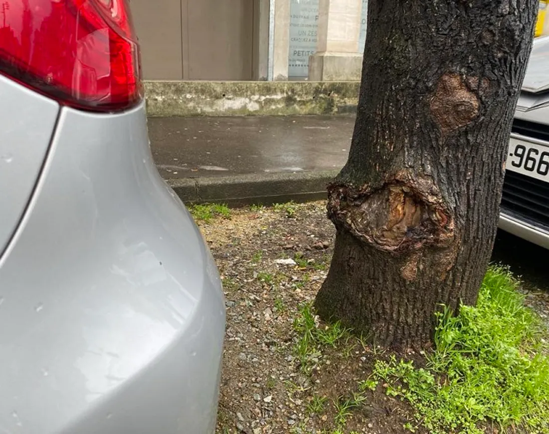 Base d'un érable de l'avenue Bollée dégradée