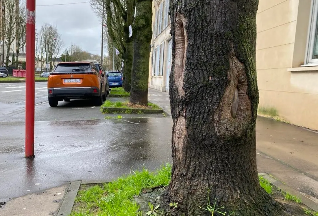 Sur l'avenue Bollée, au Mans, un érable dégradé au niveau de la base du tronc