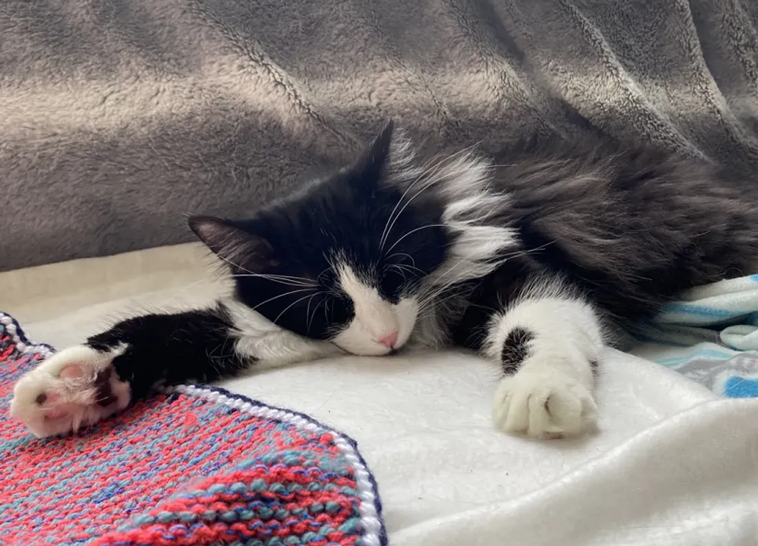 A Evreux, un bar à chat