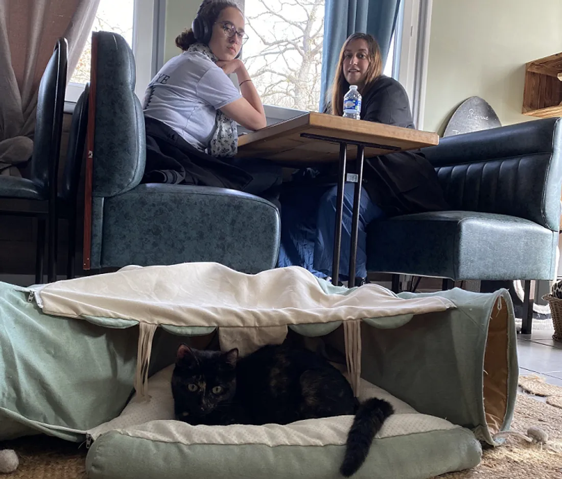 A Evreux, un bar à chats