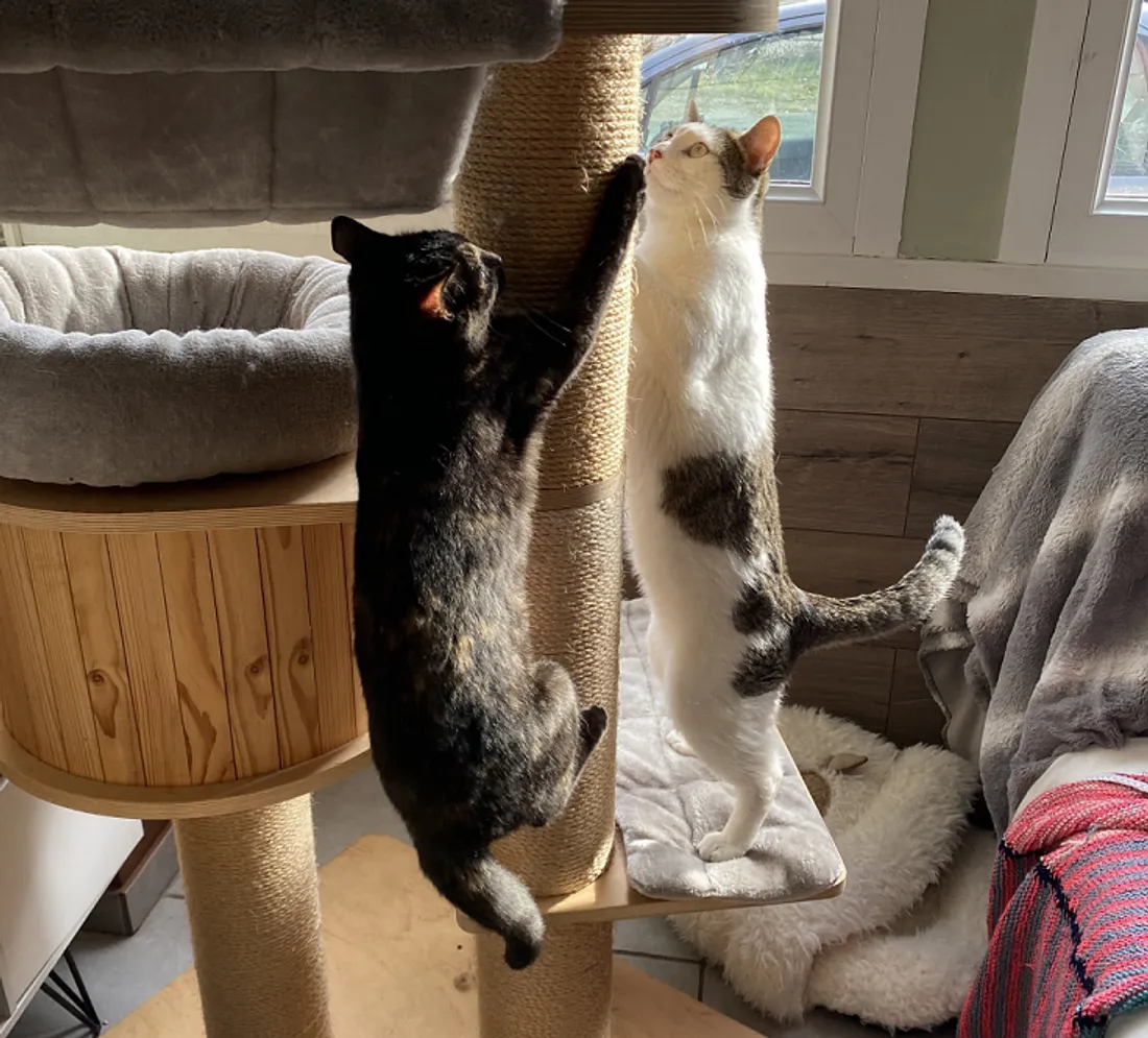 A Evreux, un bar à chat