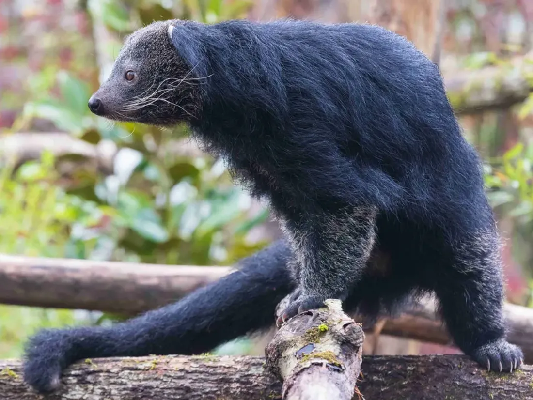 Au ZooParc de Beauval, un couple de binturongs a fait son arrivée en ce mois d'avril 2024