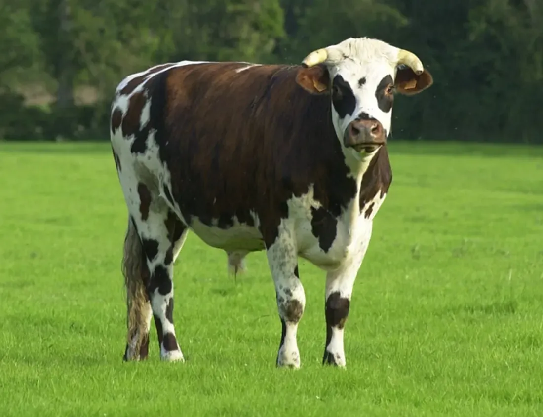 Un spécimen de bœuf de race normande