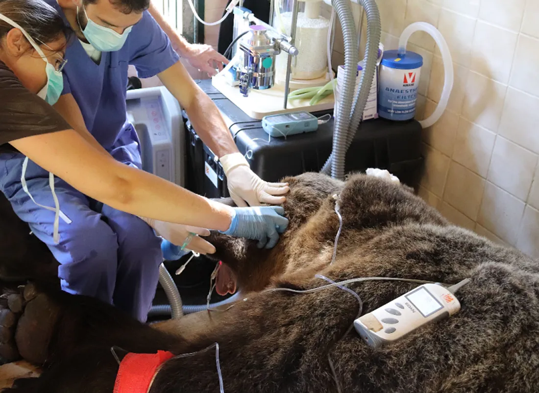 Bony, soigné en Mayenne