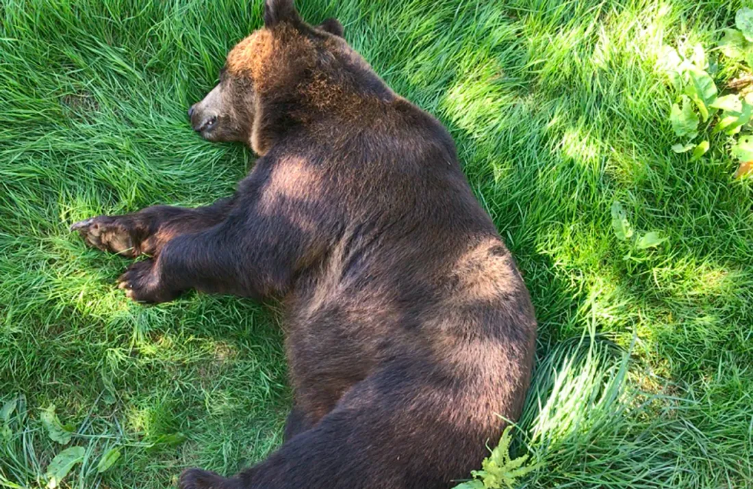 Bony s'ébroue dans l'herbe tendre