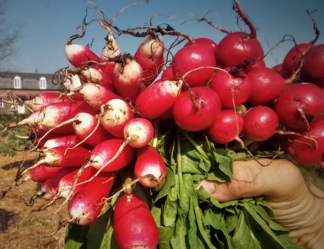 Une bien belle botte de radis