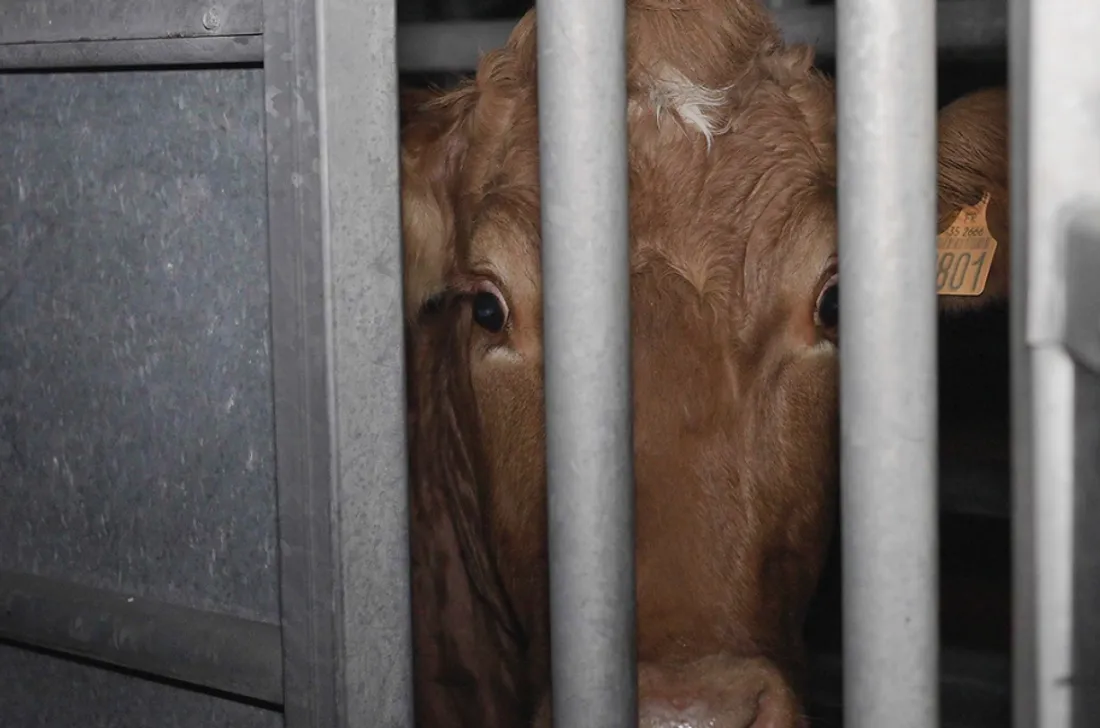 Bovin avant l'abattoir