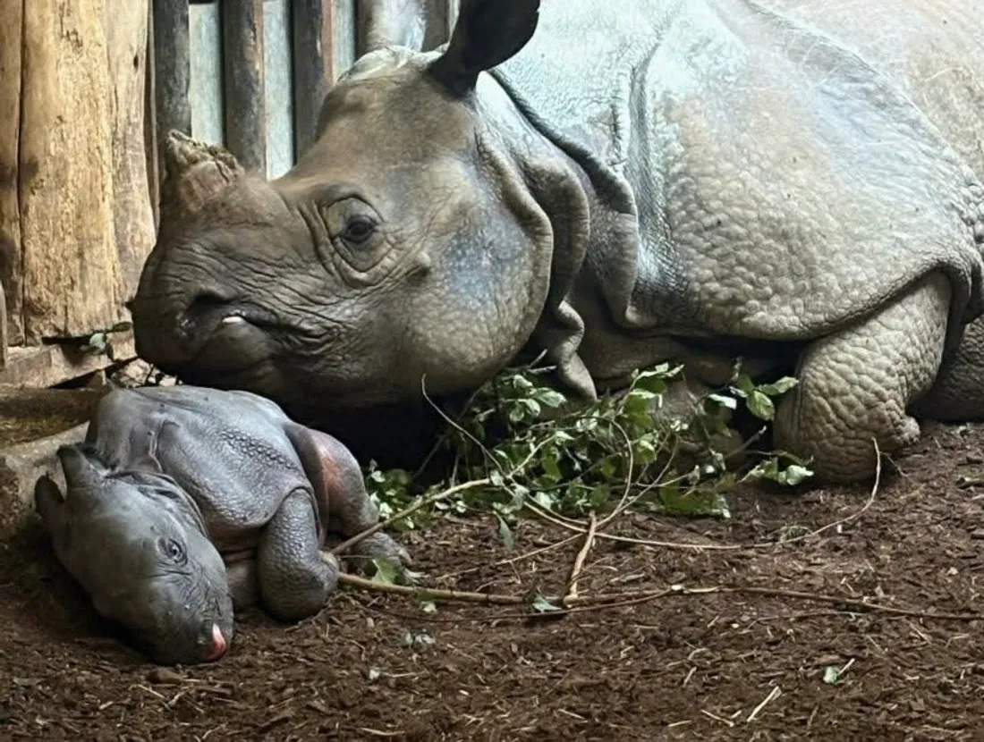 Cerza rhinocéron