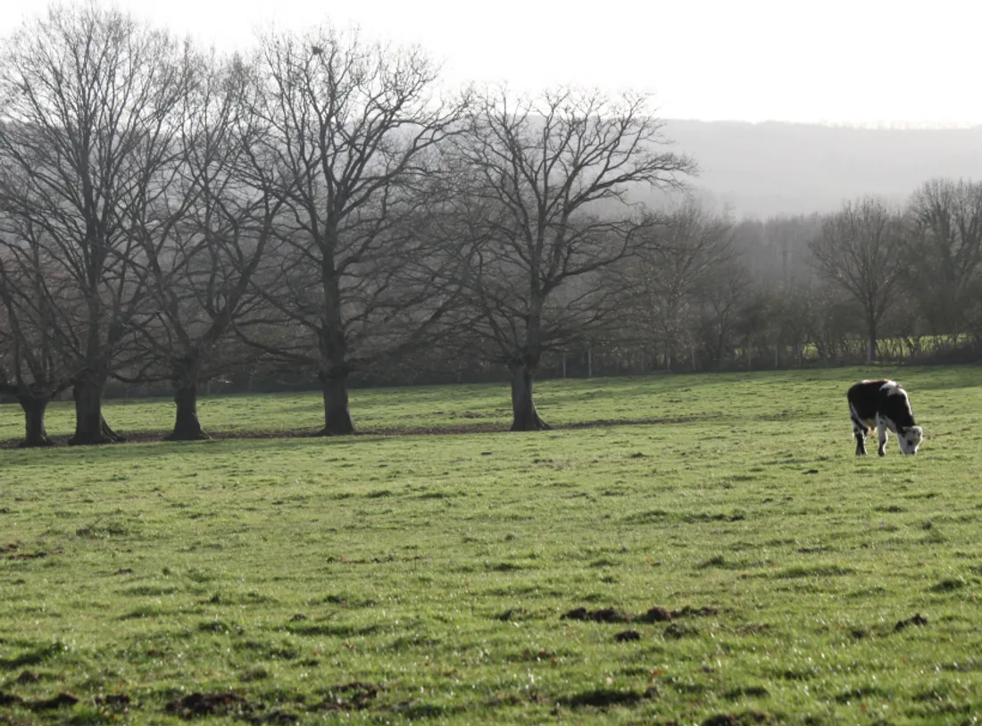 Coin de campagne à Connerré