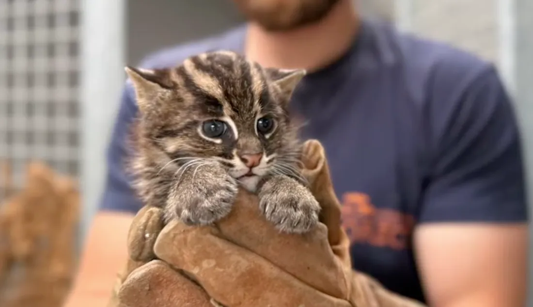 Zoo de La Flèche : naissance de deux châtons pêcheurs