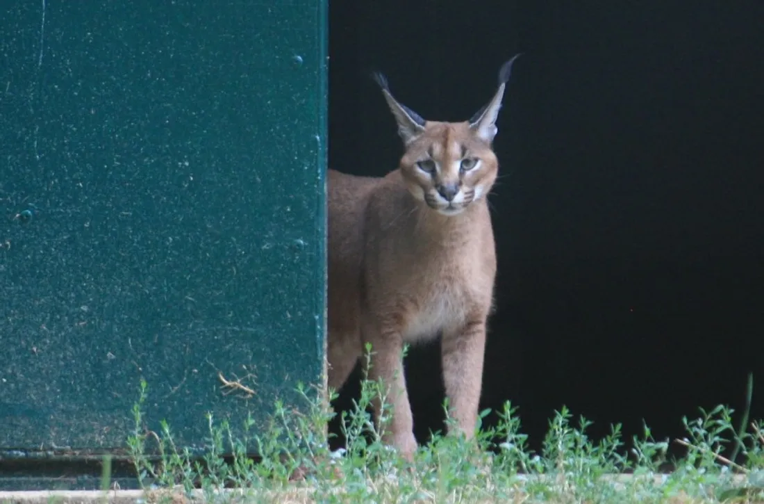 Le caracal accueilli au Refuge de l'Arche, à Saint-Fort